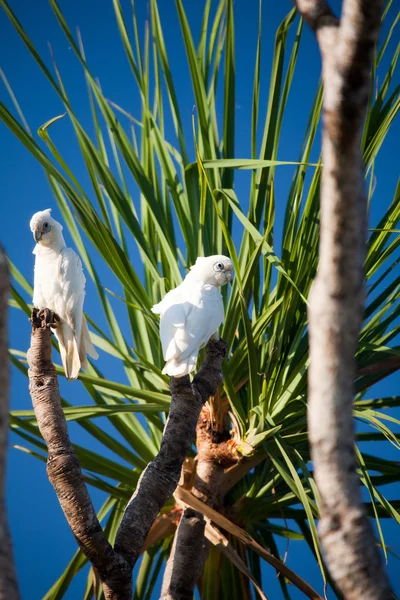 Árvore australiana com pássaros — Fotografia de Stock
