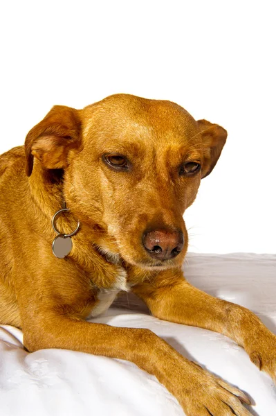 Σταυρός breed σκυλί — Φωτογραφία Αρχείου