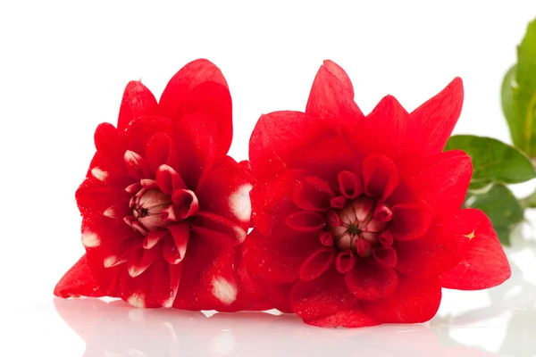 Kwiat Dalia — Zdjęcie stockowe