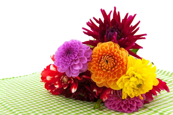 Цветы далии — стоковое фото