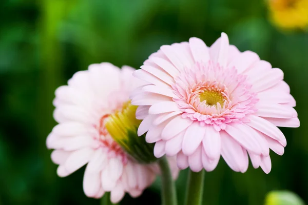 Rózsaszín gerber növények — Stock Fotó