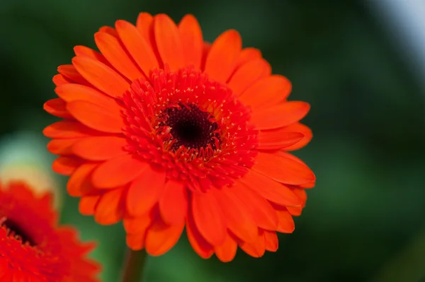 オレンジ ガーバー植物 — ストック写真