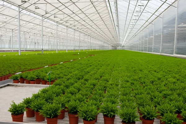 与许多竹植物温室 — 图库照片