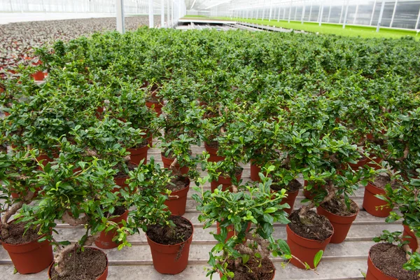 Bonsai trees in greenhouse — Stock Photo, Image
