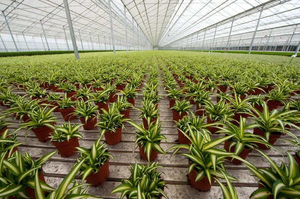 House plants in greenhouse — Stock Photo, Image
