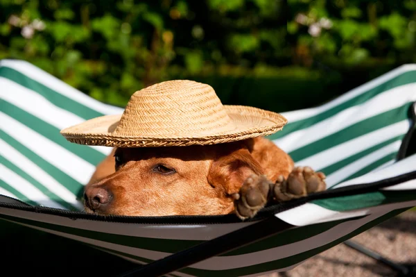 Hund im Urlaub — Stockfoto