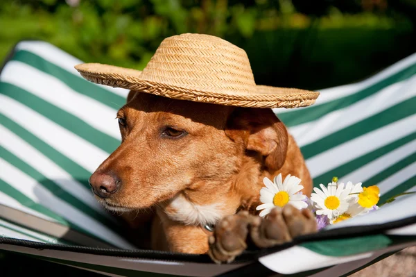Собака у відпустці — стокове фото
