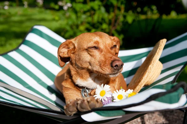 A kutya nyaralni — Stock Fotó