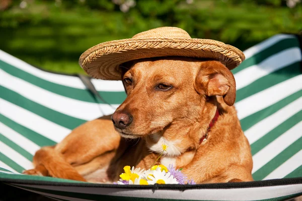 Cão em férias — Fotografia de Stock