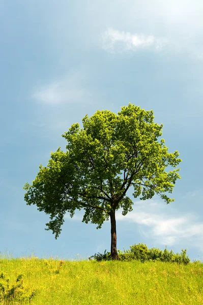Träd i sommar landskap — Stockfoto