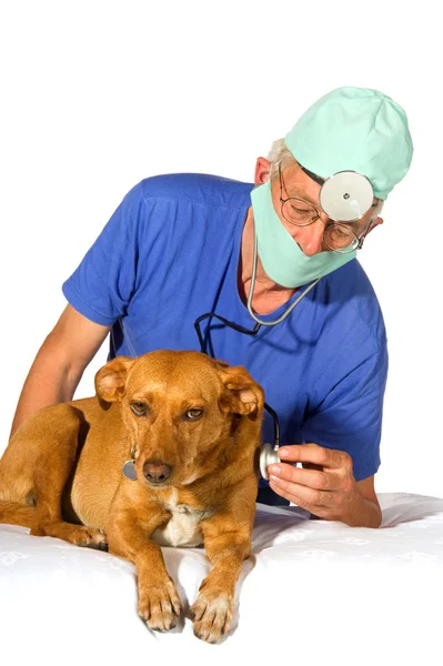 Ветеринар с собакой — стоковое фото