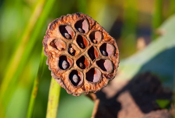Water Lily seed box — Stockfoto