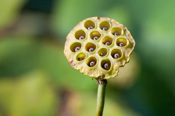 Caja de semillas de agua Lily — Foto de Stock