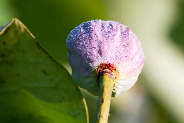Rückseite einer Samenkiste aus Seerose — Stockfoto