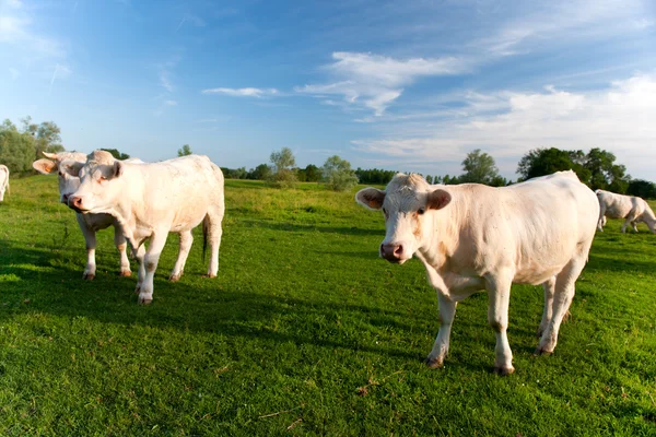 Vacas brancas em Bourgogne francês — Fotografia de Stock