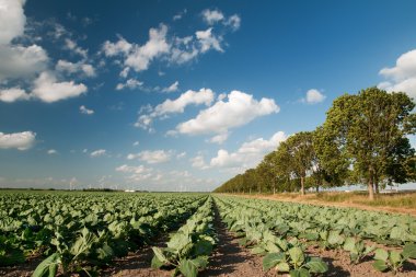 Agriculture landscape clipart