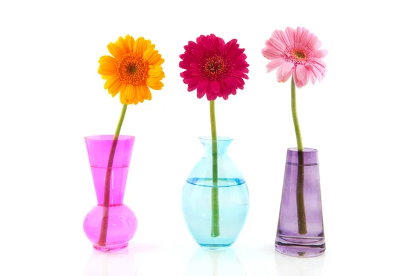 Kleurrijke gerber bloemen — Stockfoto