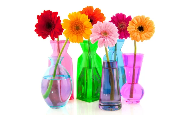 Färgglada gerber blommor — Stockfoto