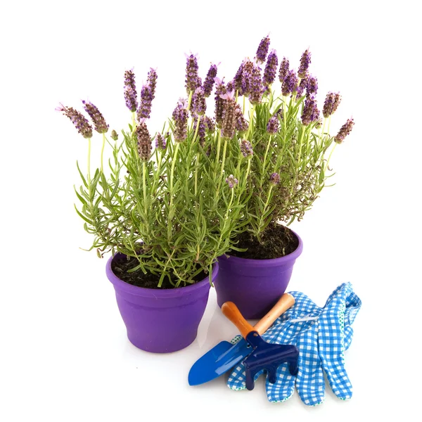 Lavendel stoechas med trädgårdsredskap — Stockfoto