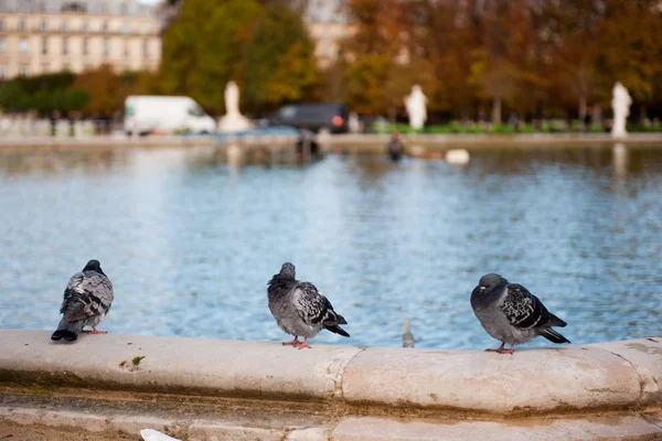 Doves in Paris — Stock Photo, Image