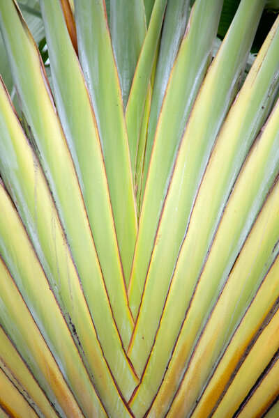 Tropical green plant texture