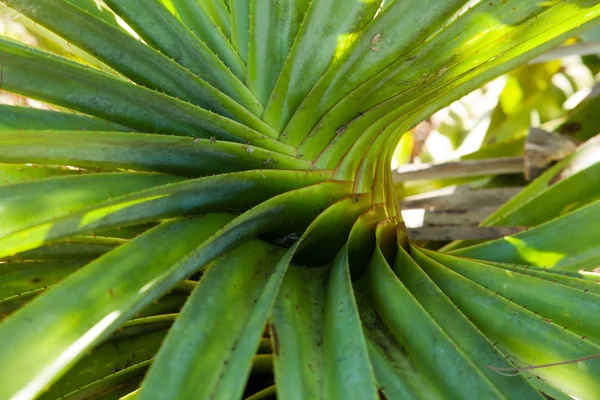 stock image Succulent fat plant