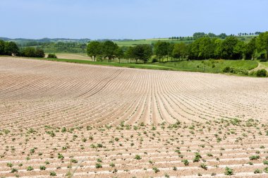 Asparagus agriculture clipart