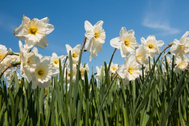 Daffodils clipart