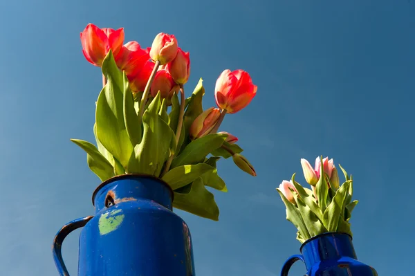 Latas azuis com tulipas vermelhas — Fotografia de Stock