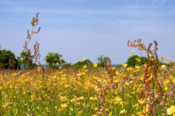 Wild flower veld — Stockfoto