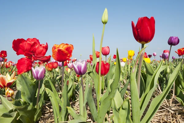 Колоритные голландские тюльпаны — стоковое фото