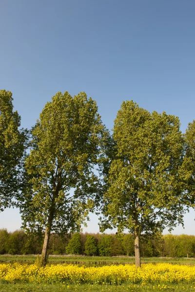 Alberi in paesaggio verticale — Foto Stock