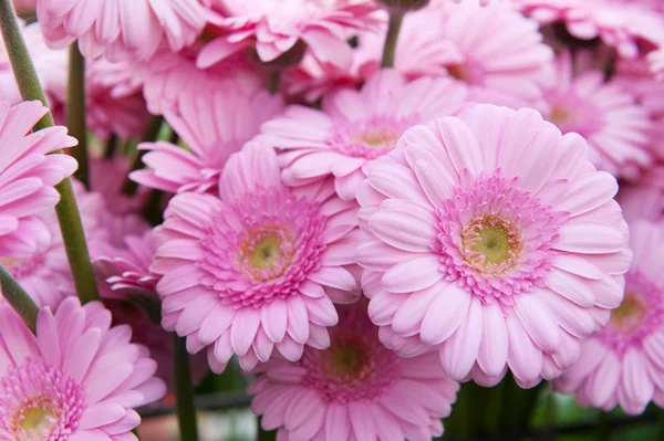 Růžová kytice gerber — Stock fotografie