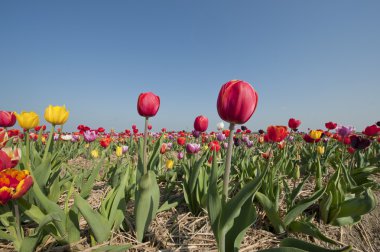 renkli Hollanda Lale