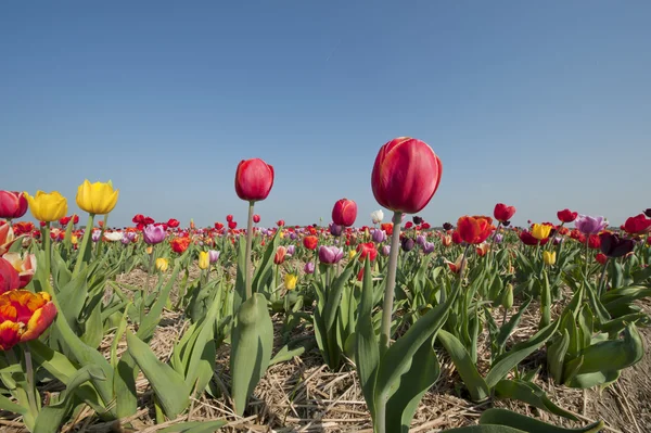Колоритные голландские тюльпаны — стоковое фото