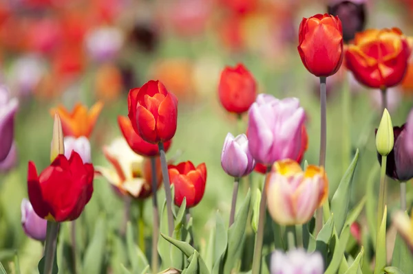 Barevné Holandské tulipány — Stock fotografie