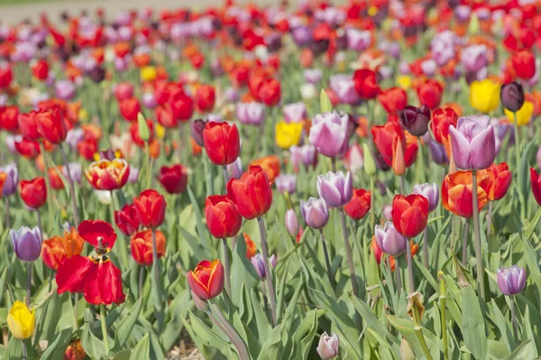 Barevné Holandské tulipány — Stock fotografie