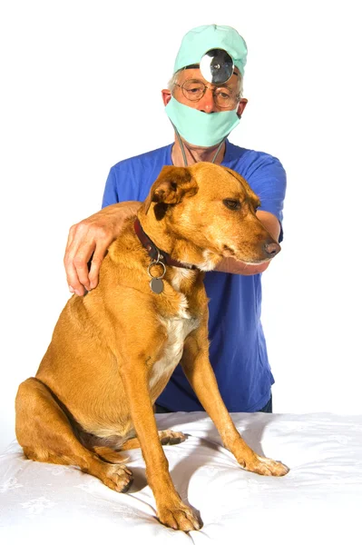 Veterinair avec chien — Photo