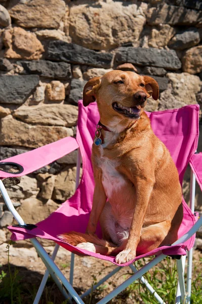Pies na wakacje — Zdjęcie stockowe