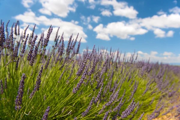 French Lavender — Stock Photo, Image