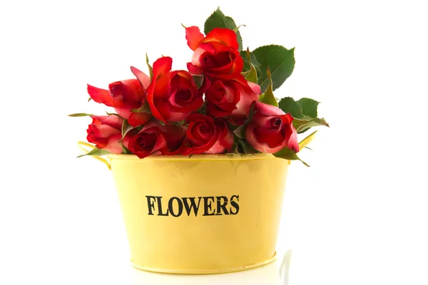 Red roses in yellow bucket