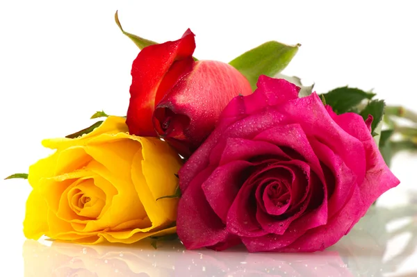 Colorful roses — Stock Photo, Image