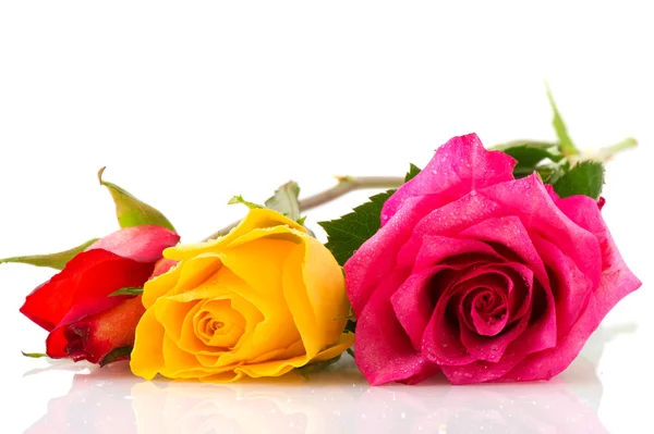 Kolorowe róże — Zdjęcie stockowe