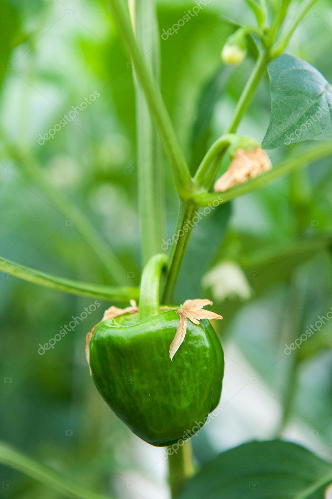 Paprika plant — Stock Photo © ivonnewierink 4175226