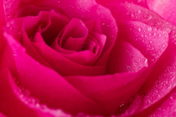 stock image Water drops on pink rose