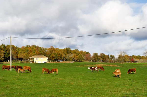 Vacas francesas —  Fotos de Stock