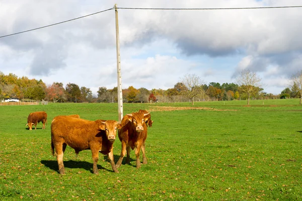 Vacas francesas — Fotografia de Stock
