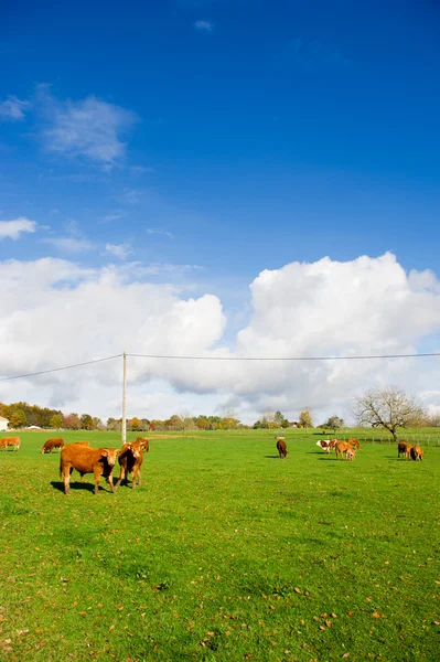 Vacas francesas — Fotografia de Stock