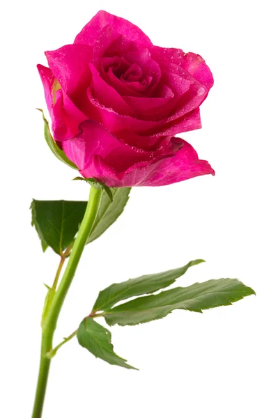 Rosa solteira — Fotografia de Stock