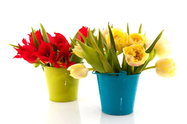 Tulips in buckets — Stock Photo, Image